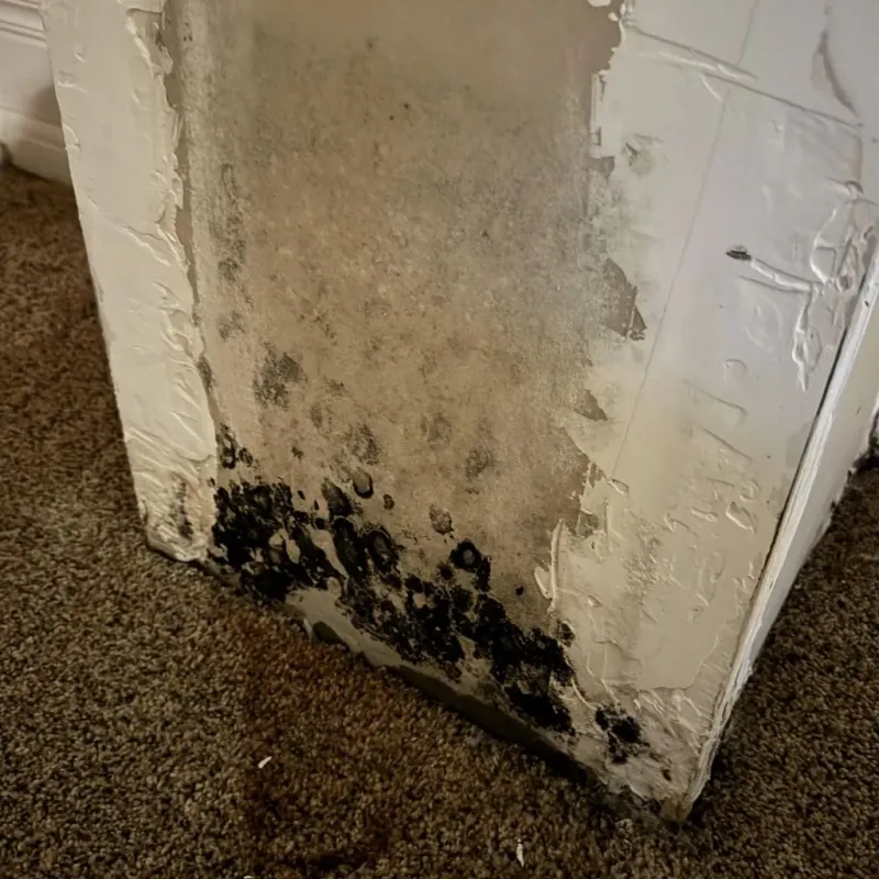 Professional Mold Removal in Vincennes, IN